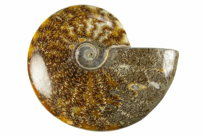 Polished Cretaceous Ammonite (Cleoniceras) Fossil - Madagascar #303888